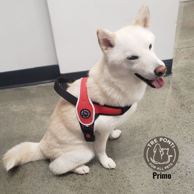 【カルビン＆スージー】大型犬用ハーネスPrimoトレポンティ