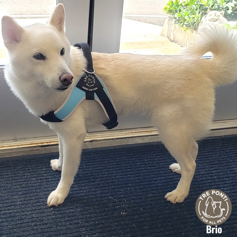 【カルビン＆スージー】人気ハーネス大型犬トレポンティBrio