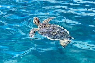 ハワイの海でウミガメと泳ぐ感動体験🐢🏝️