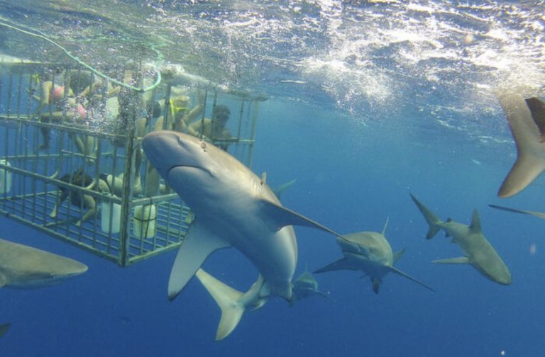 スリル体験！シャークゲージツアー🦈