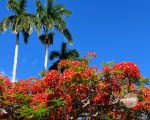 青空に映える真っ赤なお花が可愛い