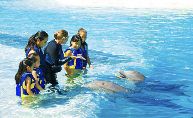シーライフパークでイルカと触れ合う🐬