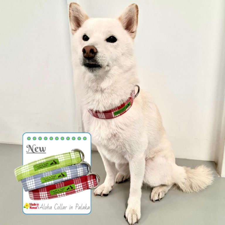 【カルビン＆スージー】新作オリジナル犬用首輪🐾パラカ柄