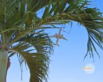 空を見上げたらヤシの葉の間に飛行機発見
