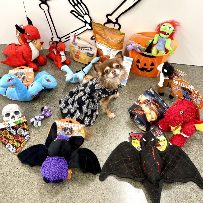 【カルビン＆スージー】ペットとハロウィン🎃楽しい計画＆準備