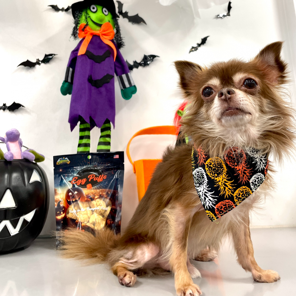 【カルビン＆スージー】ペットと一緒にハロウィン🎃🎶