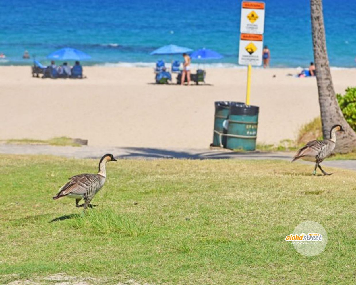 ビーチでお散歩中のネネ