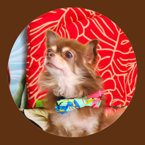 ティノくん（スタッフ犬）