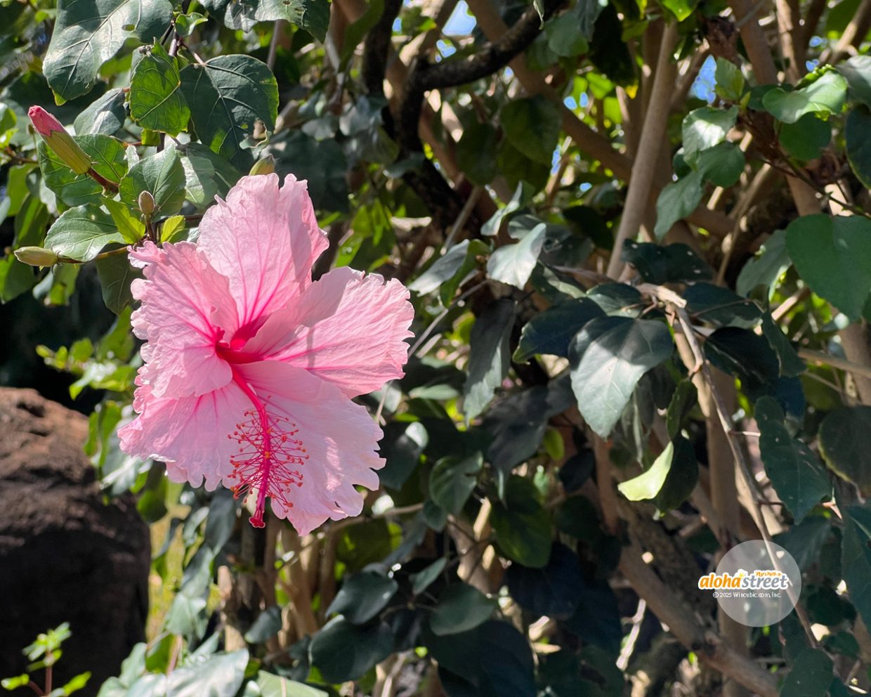 ハワイの風に揺れるハイビスカス