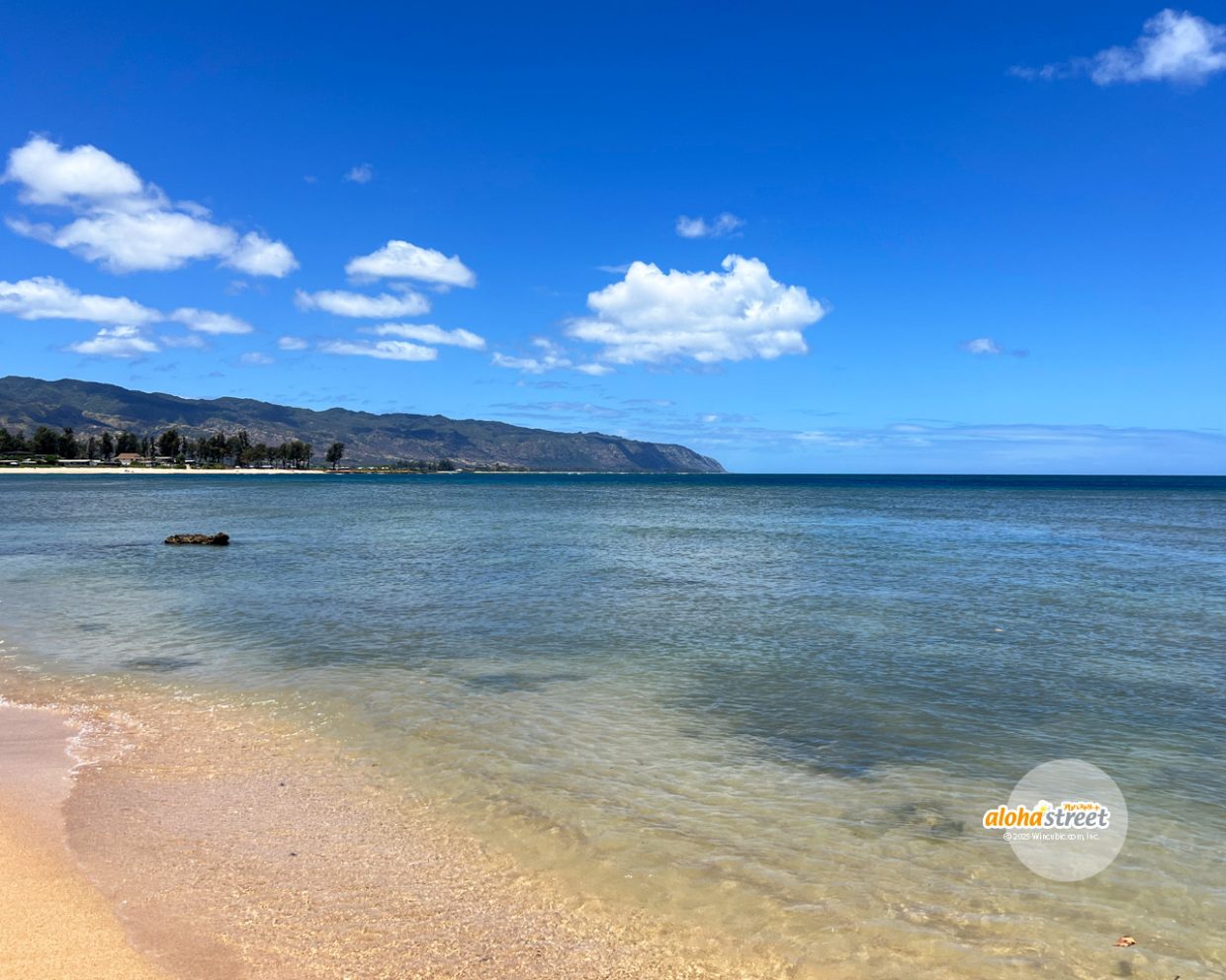 ついホヌを探してしまうノースの海