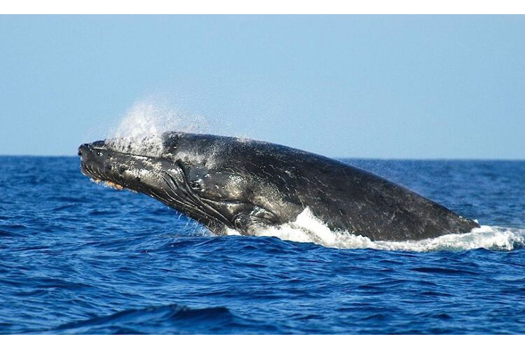 冬ならではのアクティビティも！12月のおすすめツアー