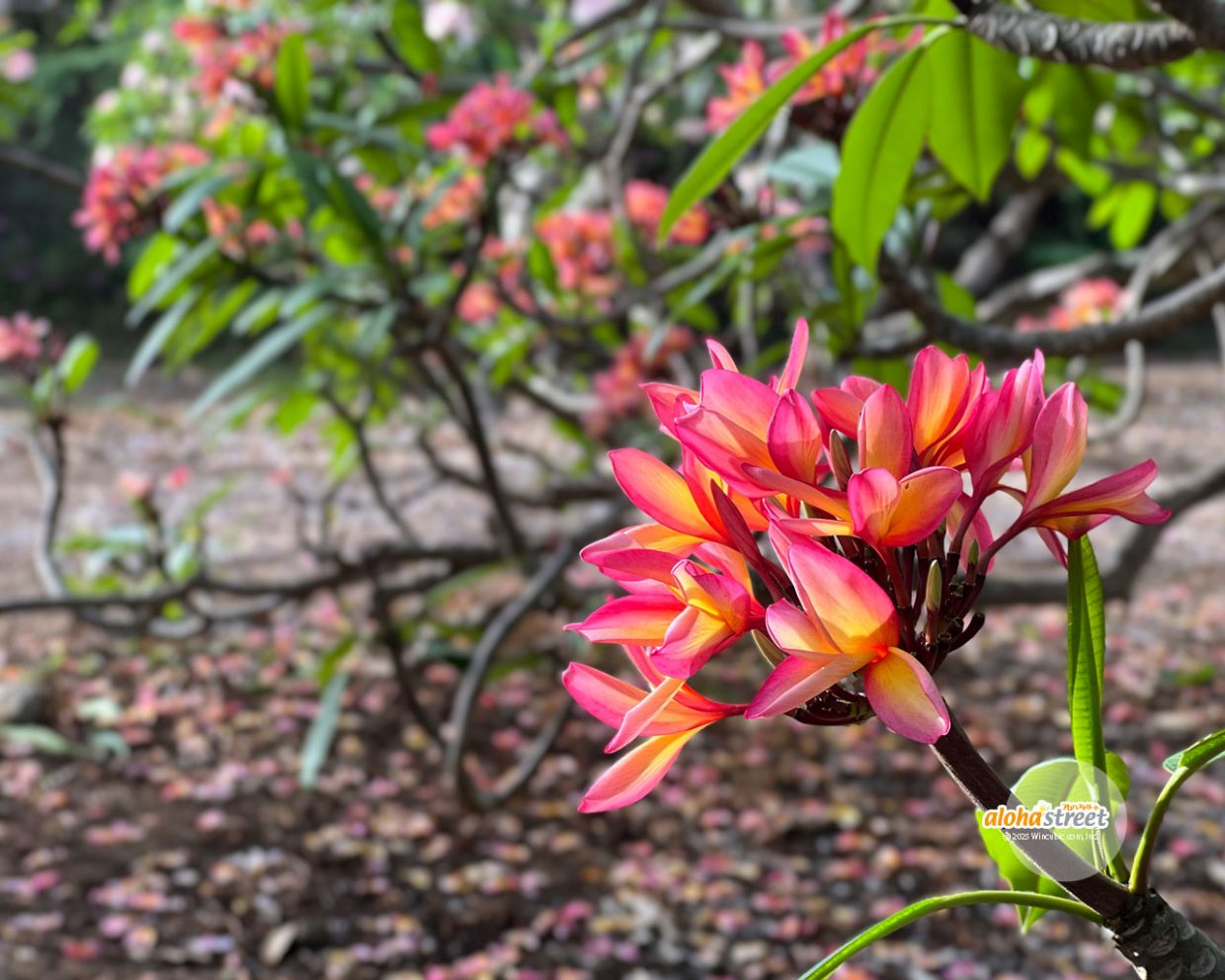 甘い香りに包まれるプルメリアガーデン