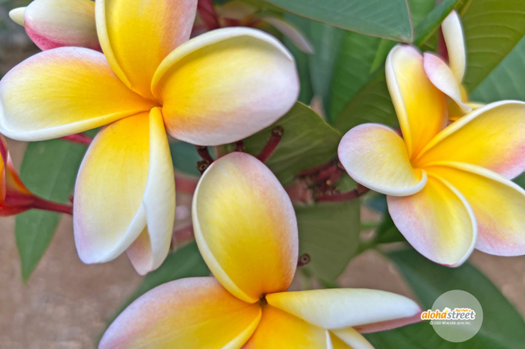 2025年ハワイの壁紙 人気ベスト10