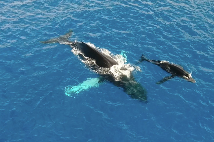 冬のハワイ旅を満喫！ホエールウォッチングツアー催行中