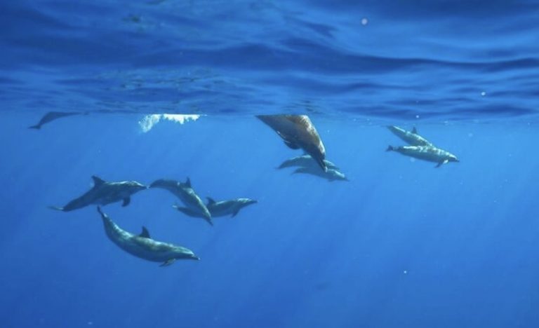 野生のイルカに会いに行こう🐬