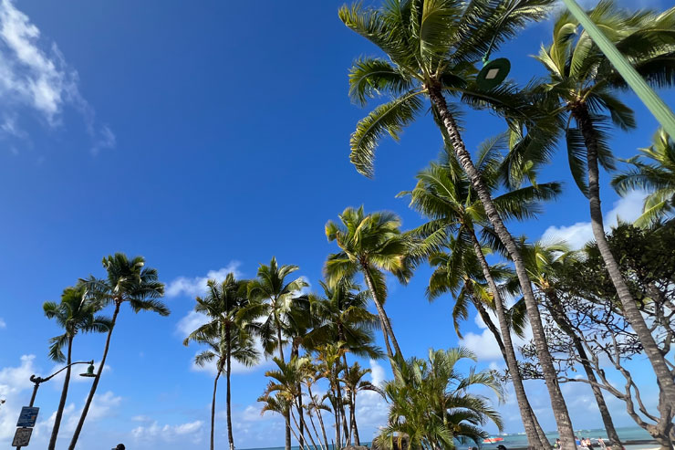 ロバーツハワイ ハナウマ湾ツアー
