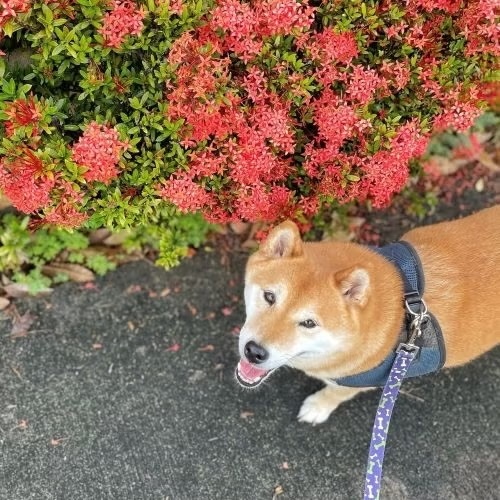 🐾 ワイケレ・プレミアム・アウトレットはペット同伴OK！ 🐾