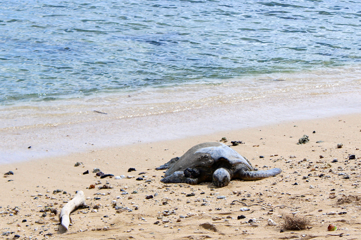 アンドユークリエーションが催行する人気の観光ツアー「アイランド＆ユー」