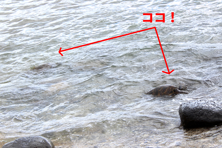 アンドユークリエーションが催行する人気の観光ツアー「アイランド＆ユー」