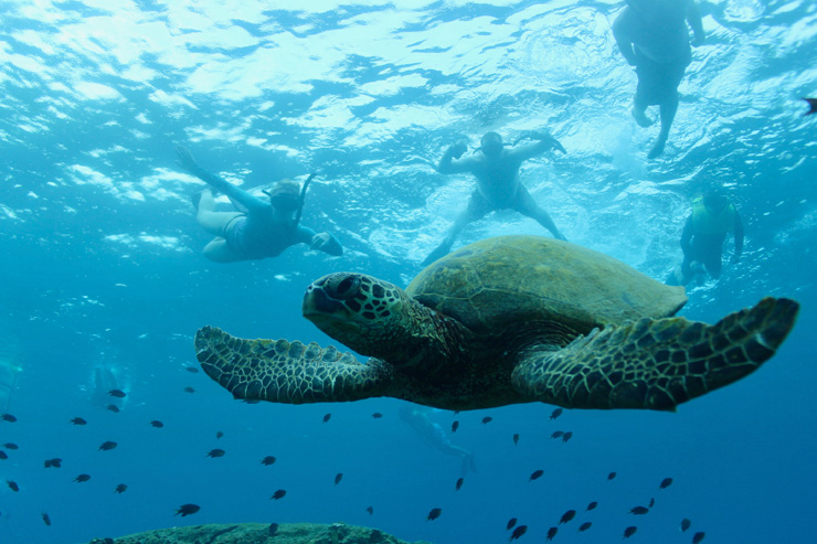 全ツアー20％オフ！お得なスペシャルキャンペーン実施中🌊