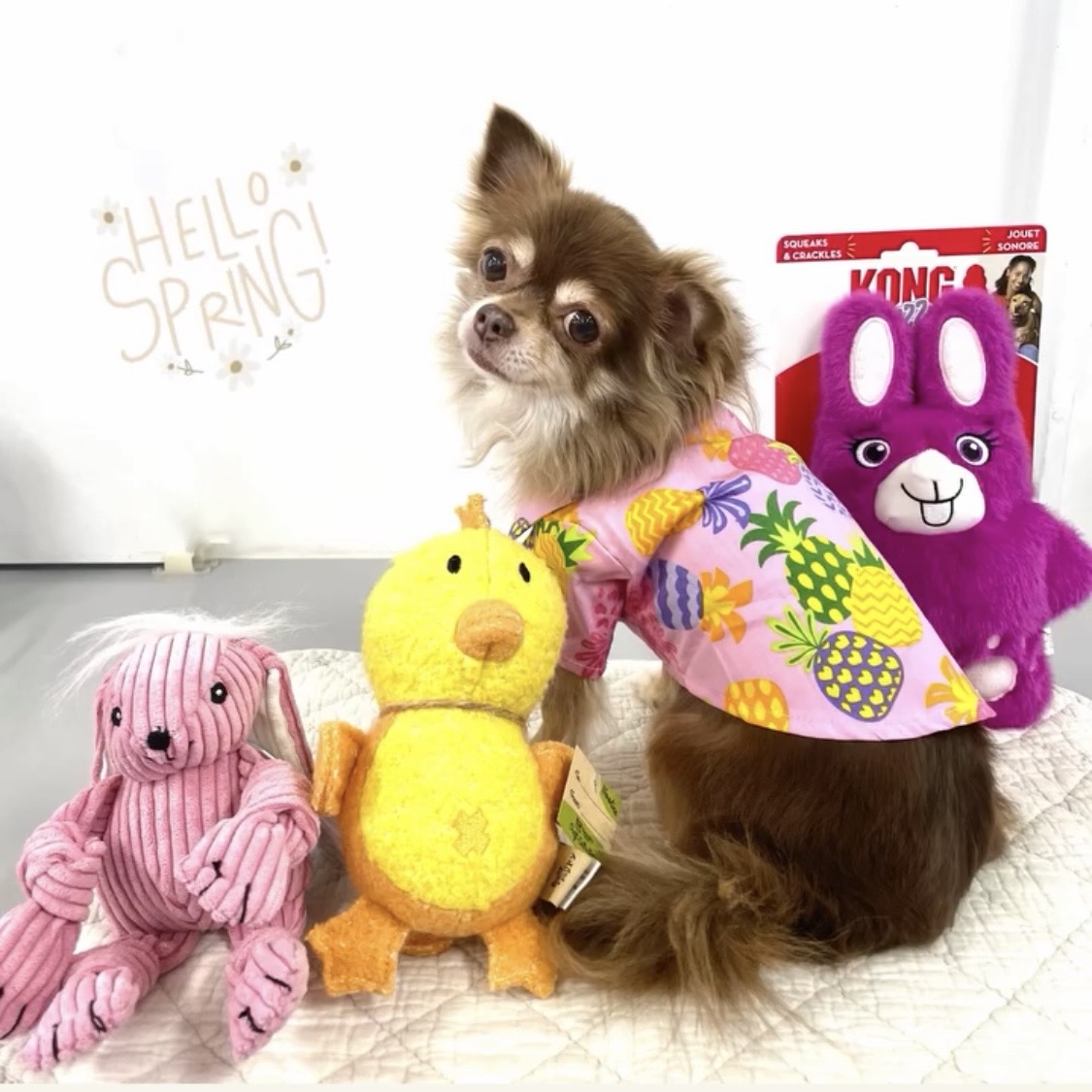 【カルビン＆スージー】ペットと楽しく過ごす春🌺