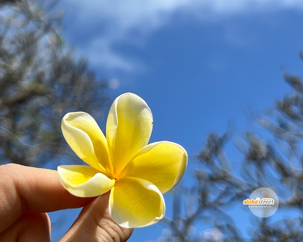 可愛すぎるミニプルメリア