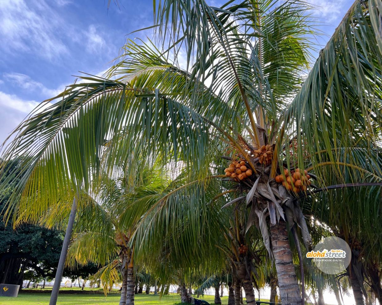 自然豊かな公園でお散歩