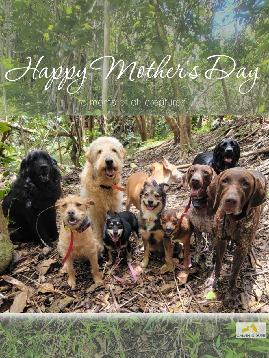 【カルビン＆スージー】Happy Mother's Day♡