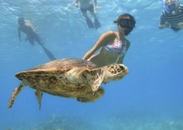 🐢ワイキキ✨カメ大学🌺