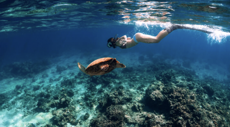 🌊🏊‍♀️🏝️タートルシユノーケル🐢🏊☀️