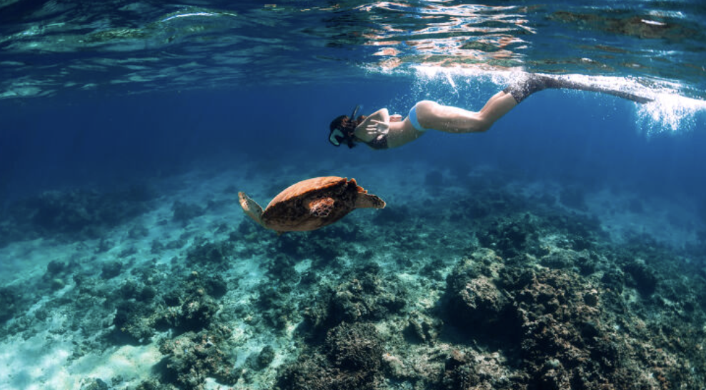 🌊🏊‍♀️🏝️タートルシユノーケル🐢🏊☀️